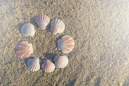Shells circularly arranged on sand at the beach.