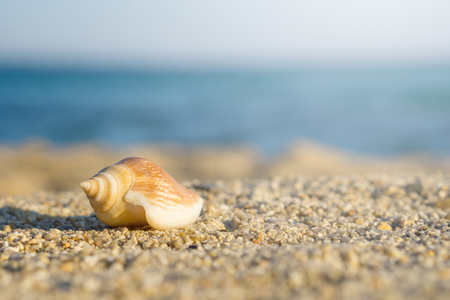Shell on sand at the beach. Blue sea on background.の写真素材