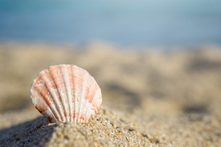 Shell pinned on sand at the beach. Blue sea on background.の写真素材