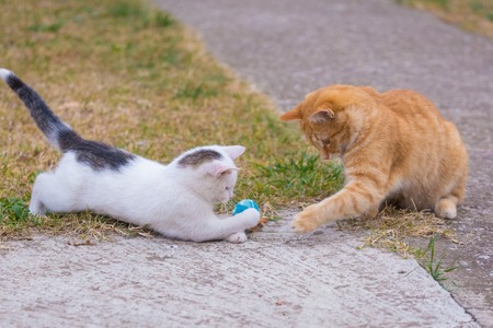 White and yellow cats playing with blue ball on the grass.の写真素材