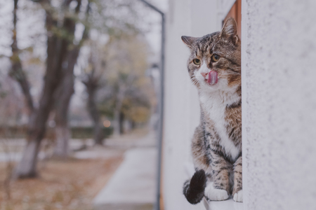 Big lonely cat sits on window dash outside.の写真素材