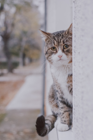 Big lonely cat sits on window dash outside.の写真素材