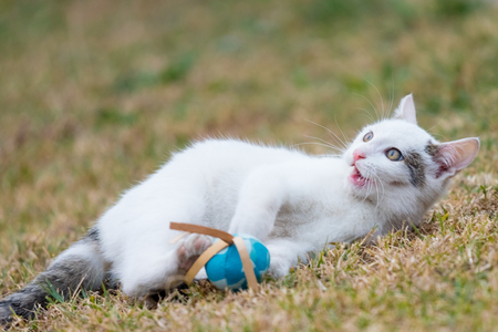 A little white cat is playing with blue ball on the grass.の写真素材