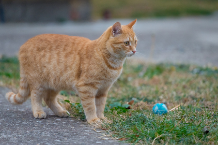 Yellow cat standing in the yard next to grass.の写真素材
