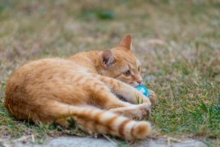 Yellow cat laying in the yard next to grass.の写真素材