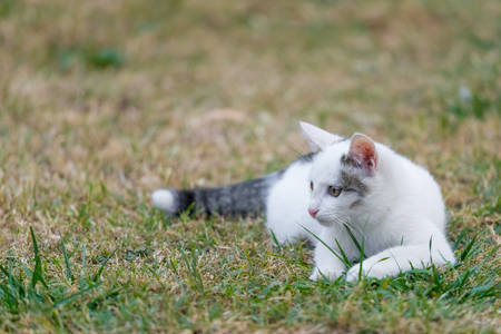 A little white cat is laying on the grass.の写真素材