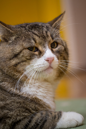 Big colorful cat sit on green carpet in house.の写真素材