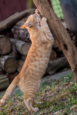 Yellow cat sharp nails on a tree in the yard.