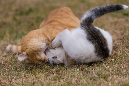 White and yellow cats playing with blue ball on the grass.の写真素材
