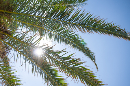 Close up of tropical palm tree branches and bright sun breaking through the leaves.の写真素材
