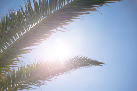 Close up of tropical palm tree branches and bright sun breaking through the leaves.の写真素材