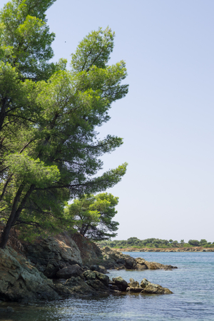 Trees on rock and blue sea water, Chalkidiki , Greece.の写真素材