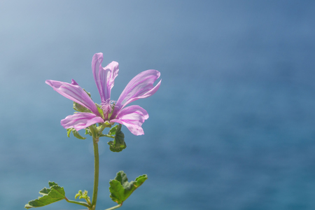 Pink flower with green leafs in front of glue sea.の写真素材