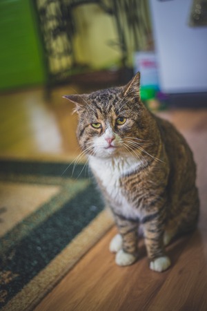 BIg colorful cat sitting on the floor in the house.の写真素材