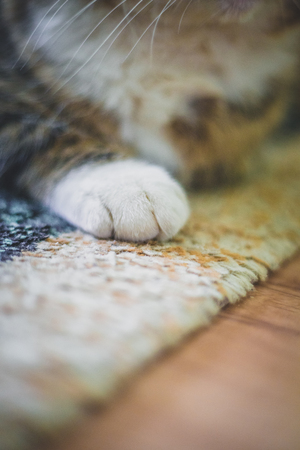 White cat paw on the beige carpet in the house.の写真素材
