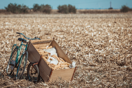 Green bicycle leaned on trailer full of corns on corn field.の写真素材