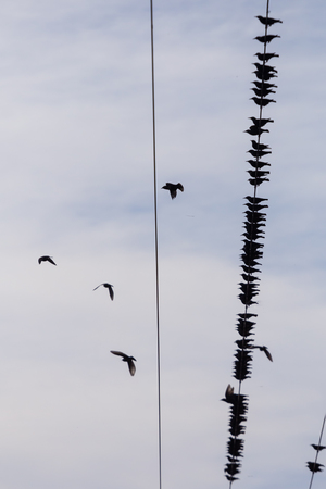 Flock of Common Starling (Sturnus vulgaris) on electricity wires. A lot of birds on wires.の写真素材