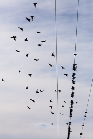 Flock of Common Starling (Sturnus vulgaris) on electricity wires. A lot of birds flying around wiresの写真素材