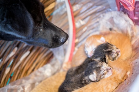 Black dog looking at sleepy newborn kittens.の写真素材