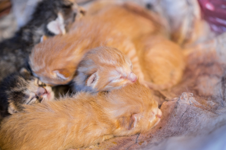 Colorful newborn kitten sleep together on blanket.の写真素材