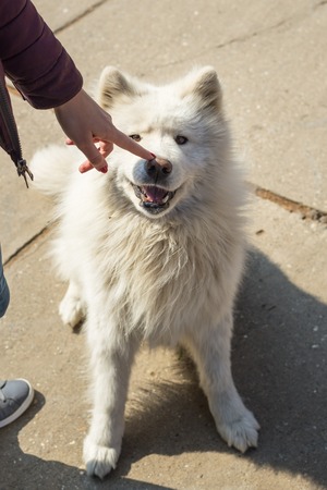 The girl touches the nose of the young white male samoyed.の写真素材