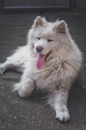 Young white male samoyed lies in the yard.の写真素材