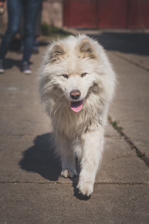 Young white male samoyed slowly walk around the yard.の写真素材
