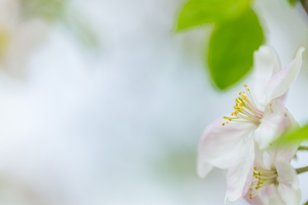 One apple tree blossom flower on branch at spring. Beautiful blooming flower isolated with blurred background.の写真素材