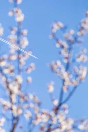 Airplane trail on blue sky with apple tree blossom flowers on branch at spring. Beautiful blooming flowers.の写真素材