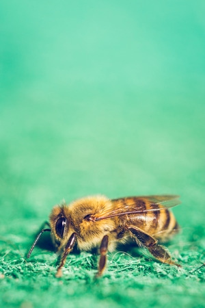Close up macro image of bee on green carpet