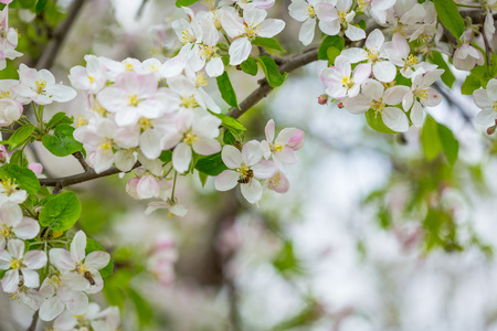 Bee collecting pollen on apple tree blossom flowers on branch at spring.の写真素材