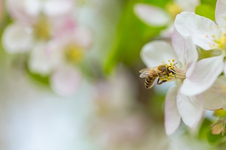 Bee collecting pollen on apple tree blossoming flower at spring. Apple tree bloomの写真素材