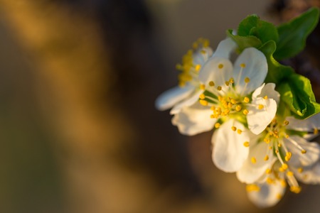 Close up of Plum flowers blooming in spring. Blossom flowers isolated with blurred orange backgroundの写真素材