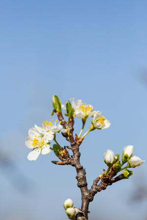 Close up of Plum flowers blooming in spring. Blossom flowers isolated with blurred blue backgroundの写真素材