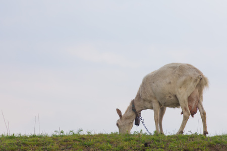 One female white goat standing on green grass on top of hill at sunset with blue sky in background