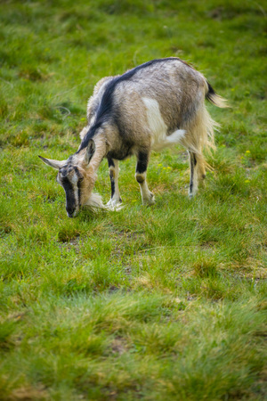 One brown goat standing on green grass with blurred backgroundの写真素材