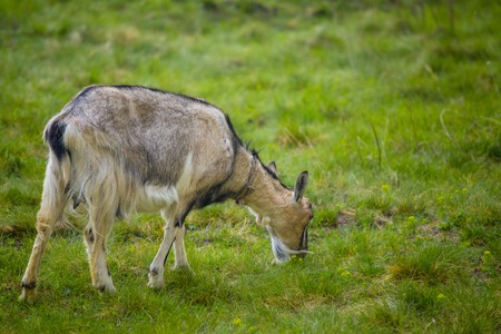 One brown goat standing on green grass with blurred backgroundの写真素材