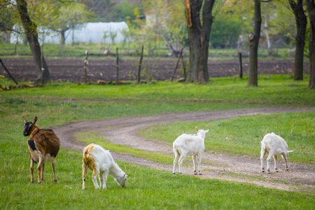 Four goats standing and eating green grass at rural meadow.の写真素材