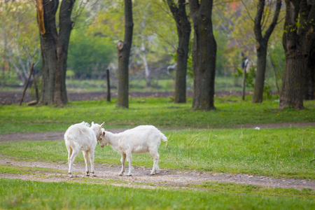 Two white goats standing on green grass at rural meadow.の写真素材