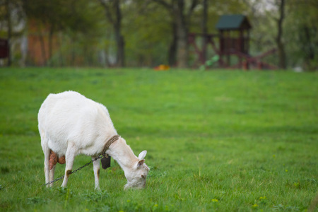 One white goat standing on green grass with blurred trees in backgroundの写真素材