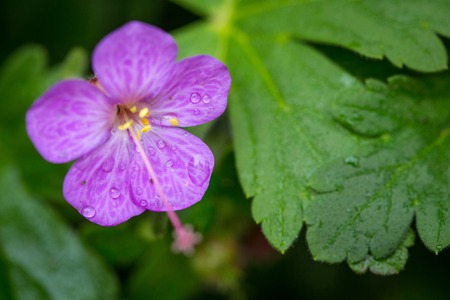 Beautiful purple ping small flowers isolated with blurred green backgroundの写真素材