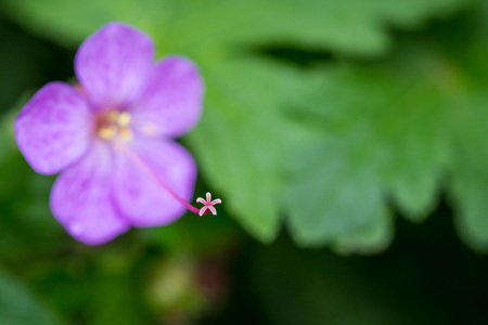 Beautiful purple ping small flowers isolated with blurred green backgroundの写真素材