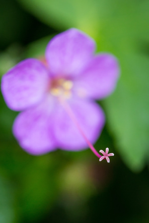 Beautiful purple ping small flowers isolated with blurred green backgroundの写真素材