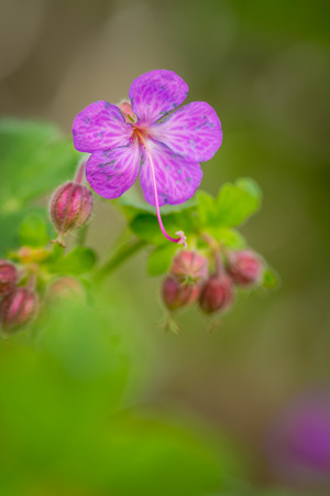 Beautiful purple ping small flowers isolated with blurred green backgroundの写真素材