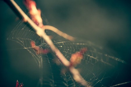 Close up of spider web with blurred backgroundの写真素材