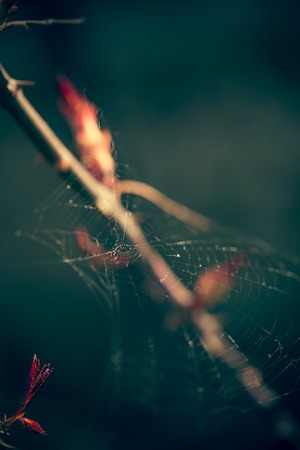 Close up of spider web with blurred backgroundの写真素材