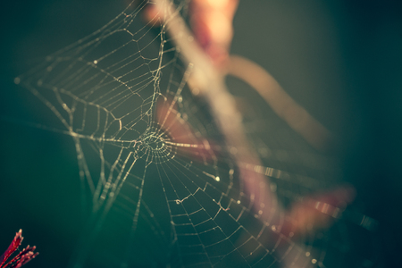 Close up of spider web with blurred backgroundの写真素材