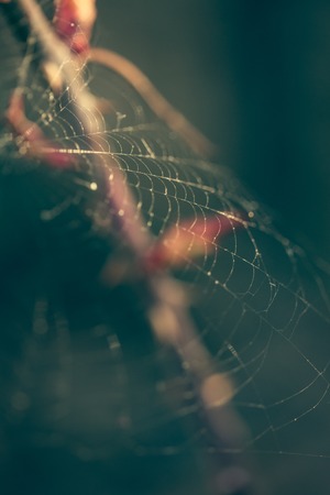 Close up of spider web with blurred backgroundの写真素材