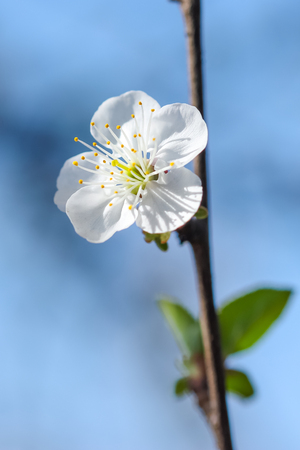 Close up of Plum flower blooming in spring. Blossom flowers isolated with blurred backgroundの写真素材