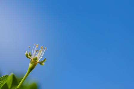 Close up of Plum flower blooming in spring. Blossom flowers isolated with blurred backgroundの写真素材